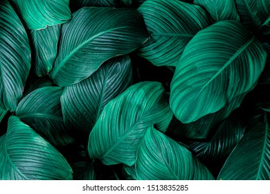 leaves of Spathiphyllum cannifolium, abstract green texture, nature background, tropical leaf - Shutterstock ID 1513835285
