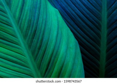 leaves of Spathiphyllum cannifolium, abstract green texture, nature background, tropical leaf - Shutterstock ID 1598743567
