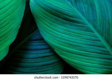 leaves of Spathiphyllum cannifolium, abstract green texture, nature background, tropical leaf - Shutterstock ID 1598743570