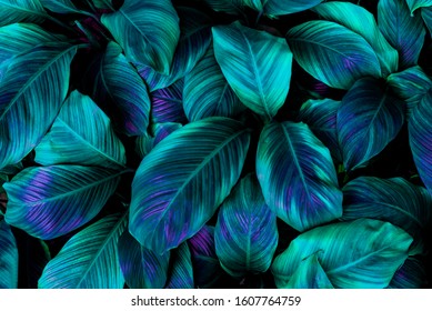 leaves of Spathiphyllum cannifolium, abstract green texture, nature background, tropical leaf - Shutterstock ID 1607764759