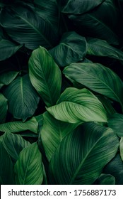 Leaves Of Spathiphyllum Cannifolium, Abstract Green Texture, Nature Background, Tropical Leaf