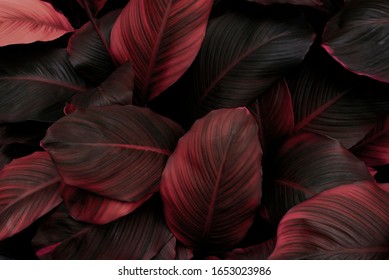 leaves of Spathiphyllum cannifolium, abstract red texture, nature background, tropical leaf