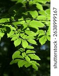 leaves in spring in backlight