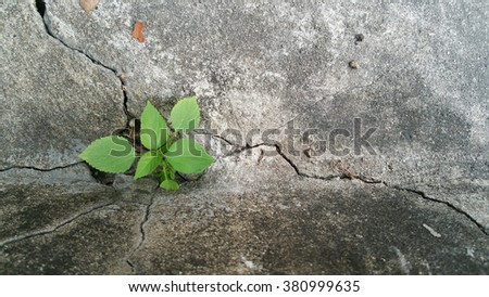 Leaves sprouting from the ground