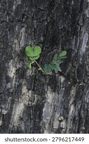 leaves sprouting from the tree bark