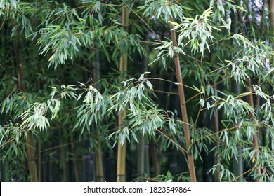 Blätter und Steams von Moso-Bambuspflanzen, Phyllostachys edulis
