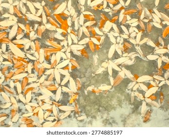 Leaves in a stream mid fall