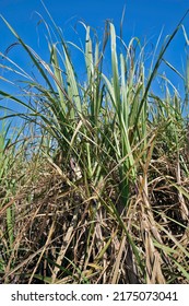 Leaves And Sugarcane Stem, Grassy Of The Genus Saccharum, Used On A Large Scale In Tropical Countries For The Production Of Sugar And Ethanol; In Cordeiropolis, SP, Brazil