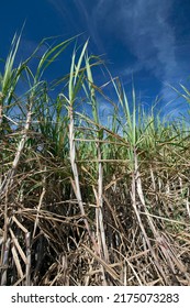 Leaves And Sugarcane Stem, Grassy Of The Genus Saccharum, Used On A Large Scale In Tropical Countries For The Production Of Sugar And Ethanol