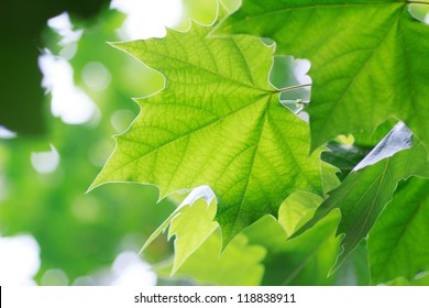 Sycamore Leaves Images Stock Photos Vectors Shutterstock