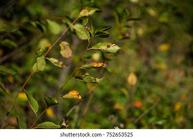 Leaves at sunset