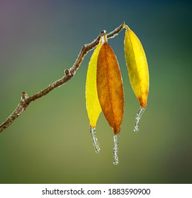 Leaves Of Sweetbay Magnolia Tree (Magnolia Virginiana) After Freezing Rain Storm In Central Virginia.