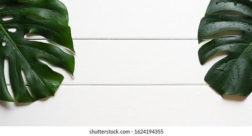 Leaves from a Swiss Cheese Plant (Monstera deliciosa) with water drops on a rough white wooden table. With copy space, size image 2x1. 