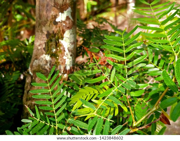 Leaves Tamarind Tree Light Green Stock Photo Edit Now