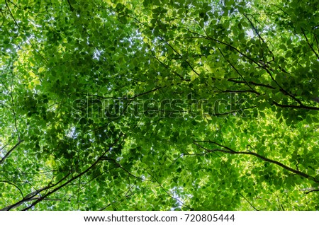 Similar – #S# Leaf canopy