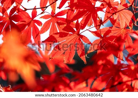 Leaves that turn red in autumn