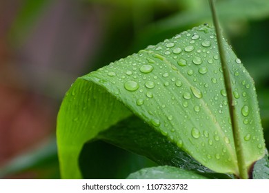 Leaves Of Tiger Grass On Rainy Day