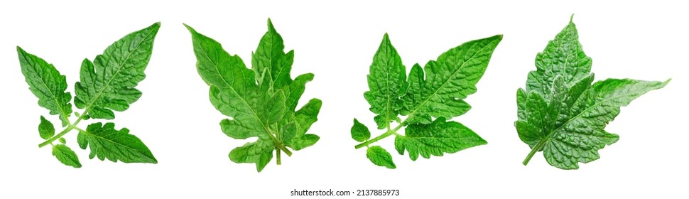 Leaves tomato collection. Fresh organic tomato leaf isolated on white background. Tomato leaves set with clipping path - Shutterstock ID 2137885973