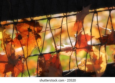 Leaves trapped in a fence on a windy day.