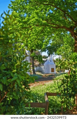 Leaves, tree and farm house in natural landscape, travel location at winery or winelands for nature outdoor. Green foliage, botanical garden and environment, vineyard and manor house in Cape Town