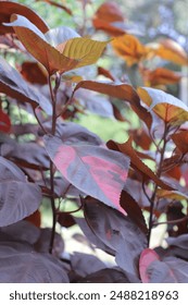 leaves 
tree leaves 
one of the thin, flat, usually green parts of a plant or tree