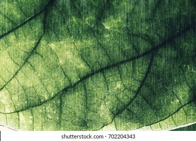 Leaves tree textures for abstract background,dark tone,art design,vintage,retro style,made with filter colored.selective focus.

