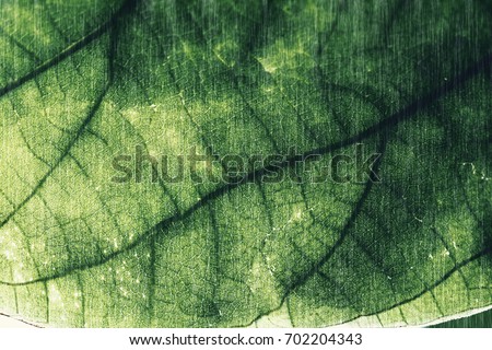 Leaves tree textures for abstract background,dark tone,art design,vintage,retro style,made with filter colored.selective focus.
