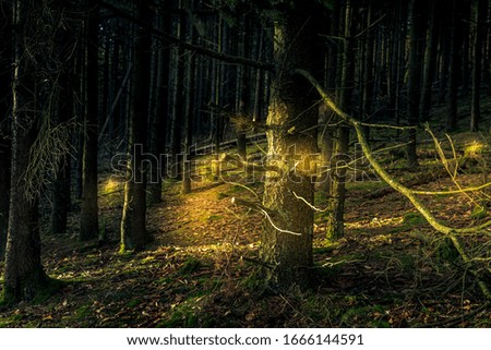 Similar – light forest Nature