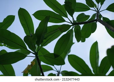 Leaves Of A Tropical Tree In Sunny Weather