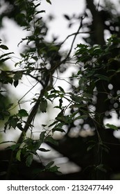 Leaves Of A Tropical Tree In Sunny Weather