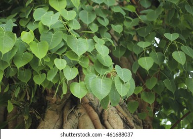 Image result for peepal tree images