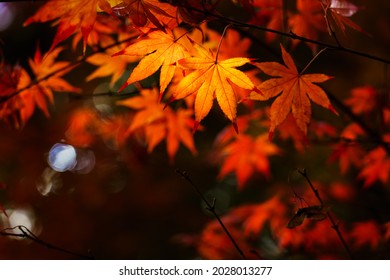 The leaves turn yellow in the fall. Japanese autumn leaves.
