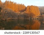 Leaves turn yellow throughout the fall. Sunny day and leaf shadow on a calm lake. HUFS Global Campus, Yongin si, South Korea, November 2017.