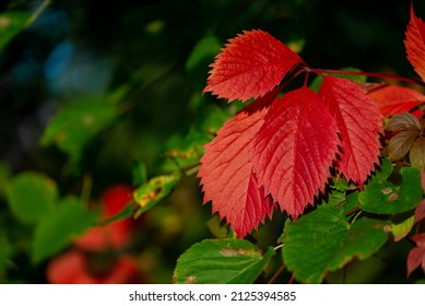 Leaves Turning Color In Fall, Poland.
