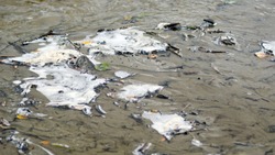 Leaves, Twigs, And Grass Were Knocked Down By The Current Of The River In The Shallow White Foam Of A Small Northern River.