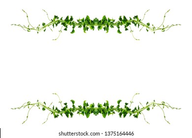 蔓草 の画像 写真素材 ベクター画像 Shutterstock