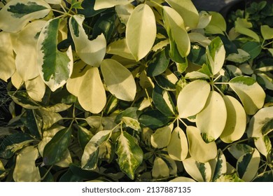 The Leaves Of The Umbrella Tree Plant Have Two Colors	