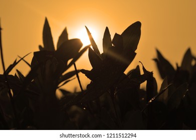 leaves under rays of sun.