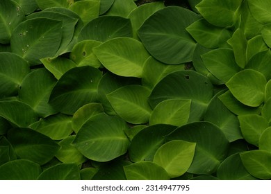 The Leaves of The Unique and Beautiful Vines that Grow Cover the Walls - Shutterstock ID 2314947795