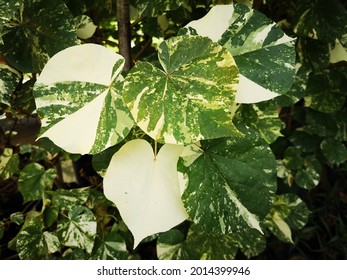 Leaves Of Variegated Beach Hibiscus (Talipariti Tiliaceum 'Albo-variegatus')