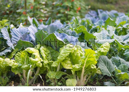 Leaves of various cabbage (Brassicas) plants in homemade garden plot. Vegetable patch with chard (mangold), brassica, kohlrabi and borecole. Kidney bean in background. Organic farming, healthy food.
