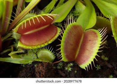 Leaves of the Venus flytrap, Dionaea muscipula, subtropical carnivorous plant close up