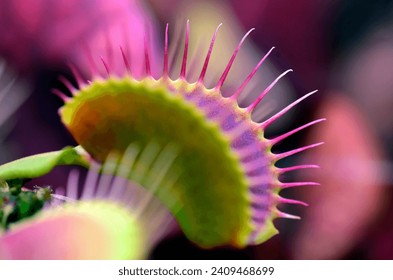 Leaves of Venus flytrap (Dionaea muscipula Red Piranha)