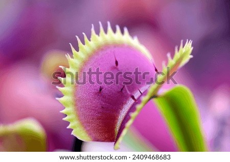 Leaves of Venus flytrap (Dionaea muscipula Red Piranha)