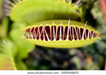 Leaves of Venus flytrap (Dionaea muscipula)