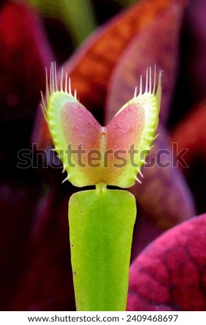 Leaves of Venus flytrap (Dionaea muscipula)