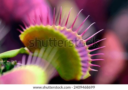 Leaves of Venus flytrap (Dionaea muscipula Red Piranha)