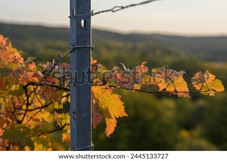 Leaves of a vine in bright autumn colors. Backlit shot in October in the evening sun - taken in southern Germany. Contrast of colorful autumn leaves and gray metal support pole.