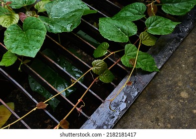 The Leaves And Vine On The Metal Grid Of The Drainage Trough