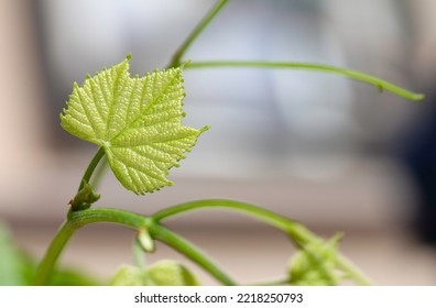 Leaves And Vine Tendrils Glittering In The Sun